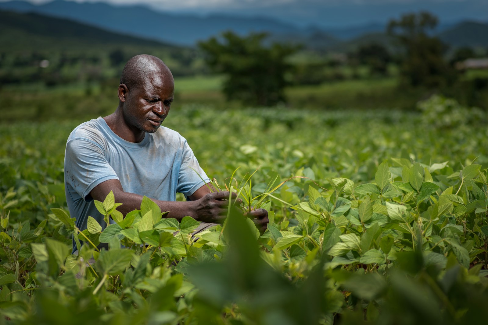 A farmer tending crops in a green field