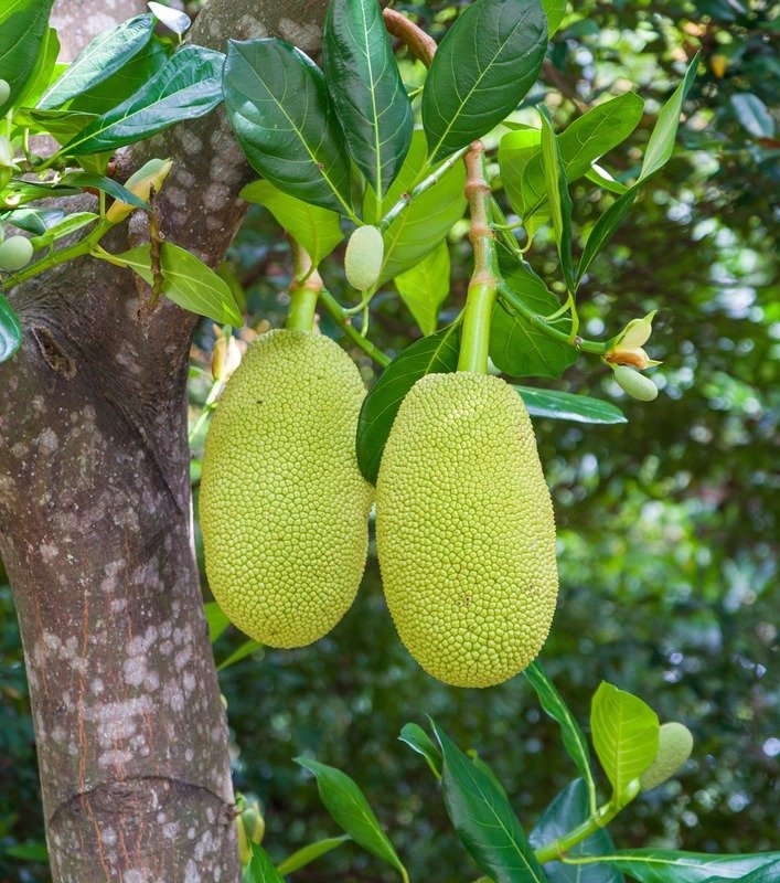 Jackfruit imported image