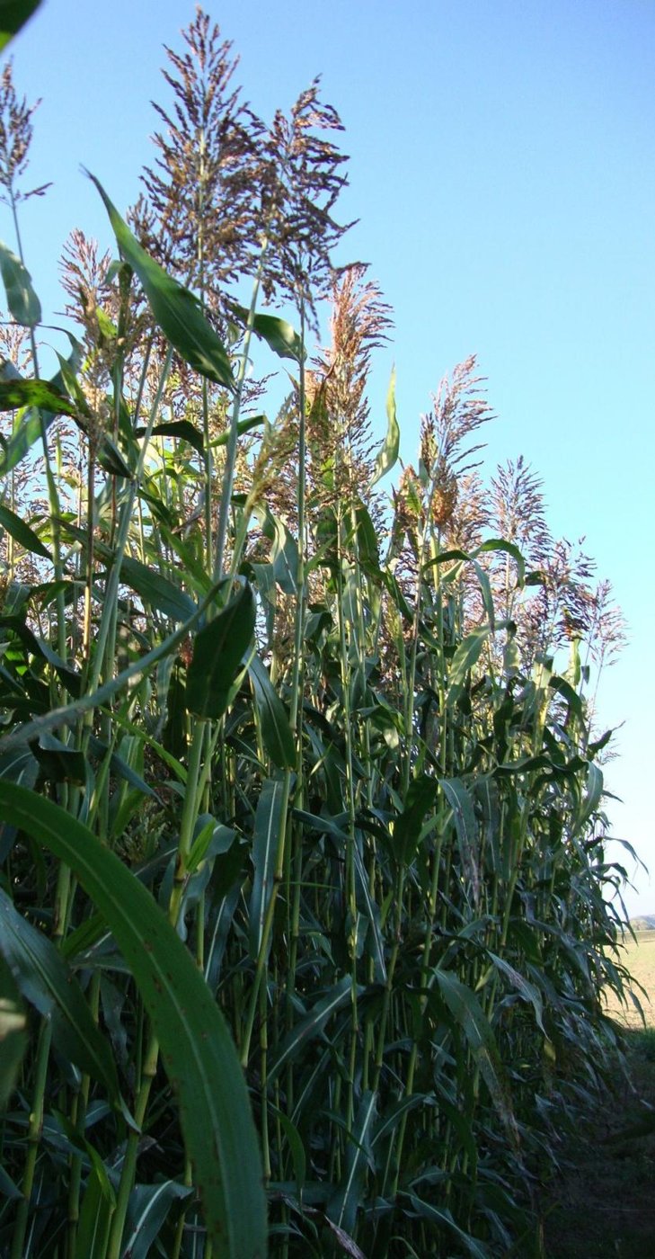 Sudan grass imported image