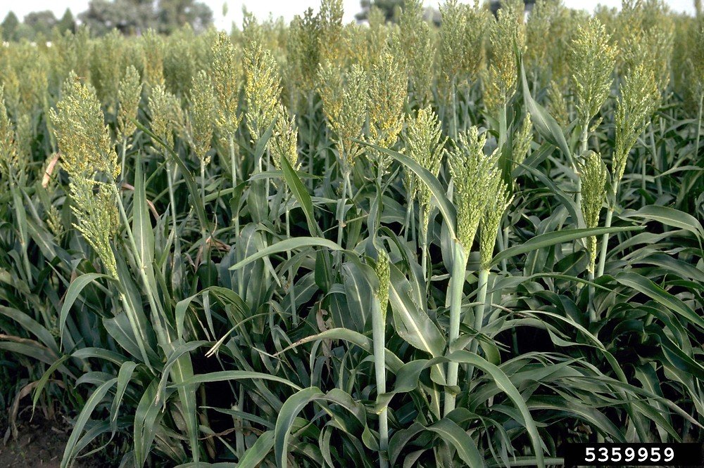 Sorghum imported image