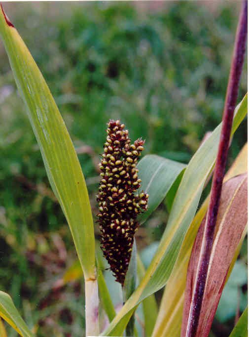 Sorghum imported image