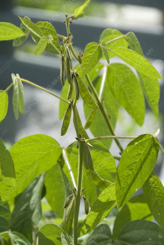 Soybean imported image