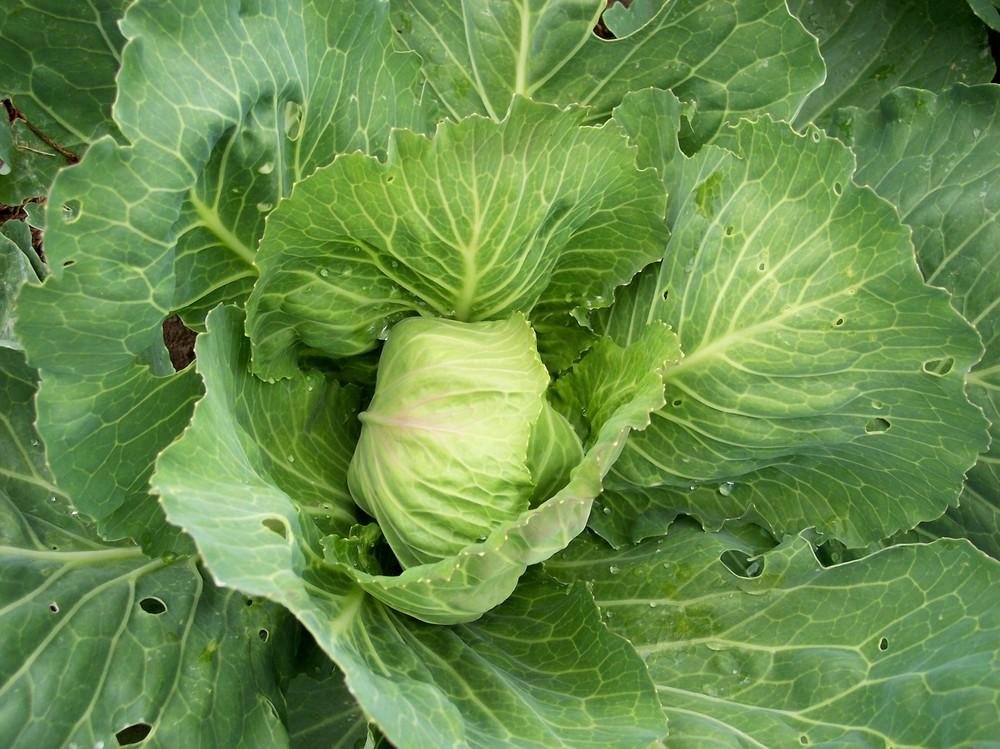 Cabbage imported image