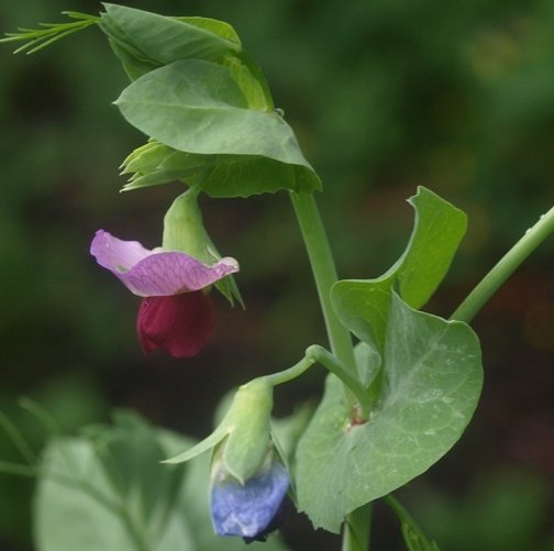Snow peas imported image