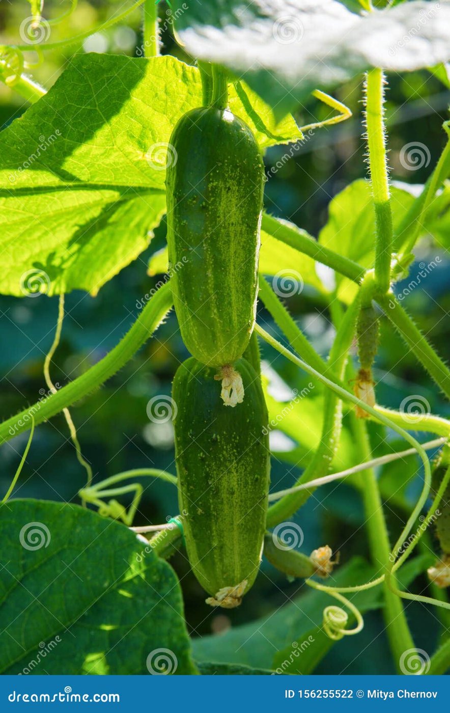 Cucumber imported image