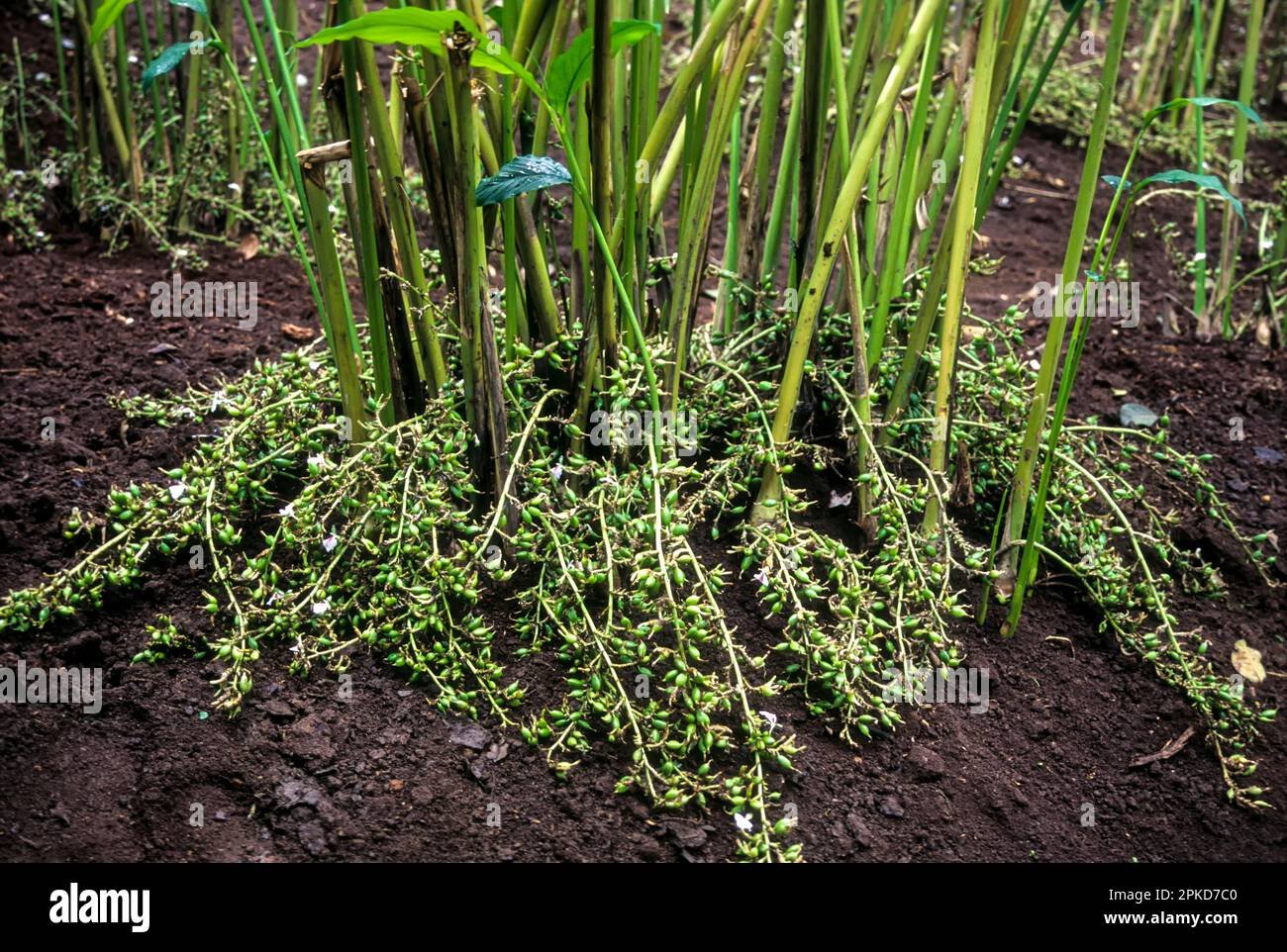 Cardamom imported image