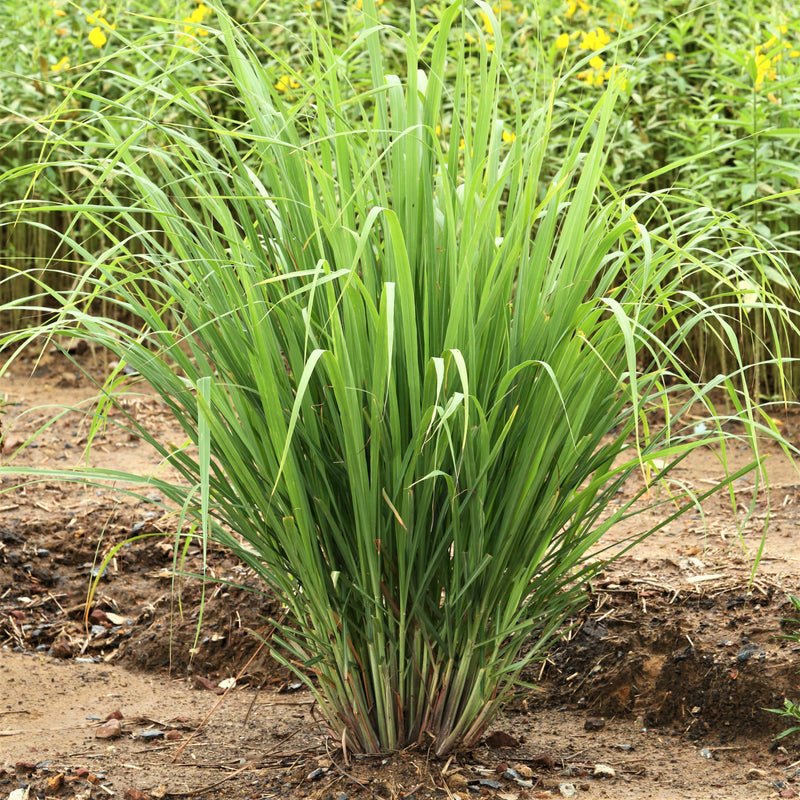 Lemongrass imported image