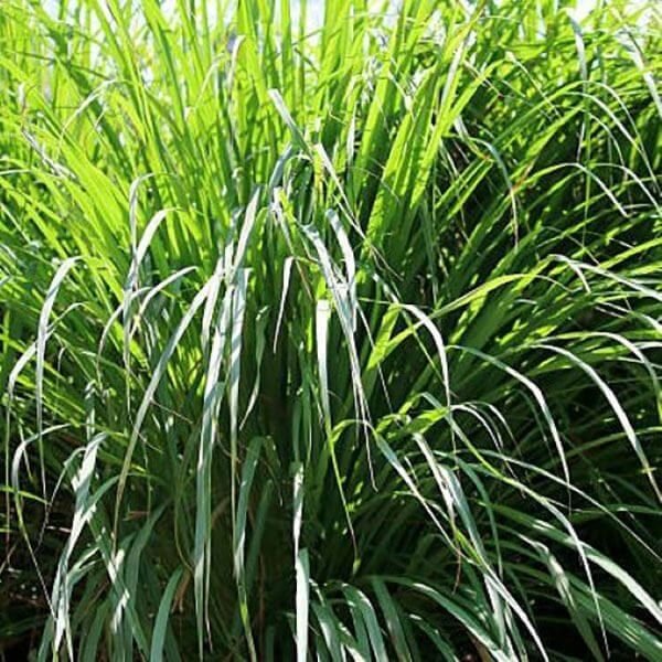 Lemongrass imported image
