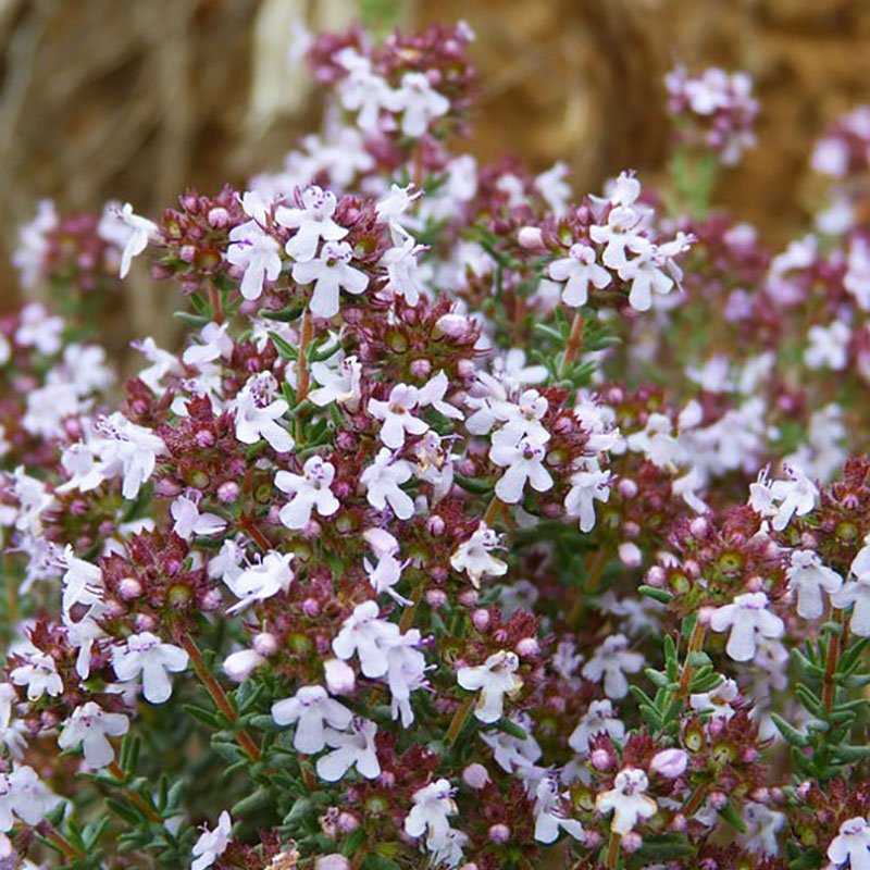 Thyme imported image