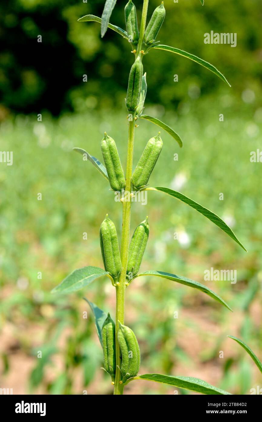 Sesame (simsim) imported image