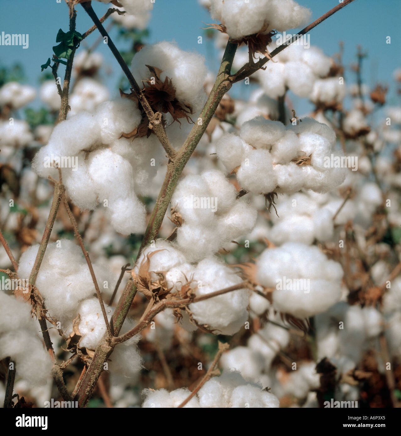 Cotton imported image