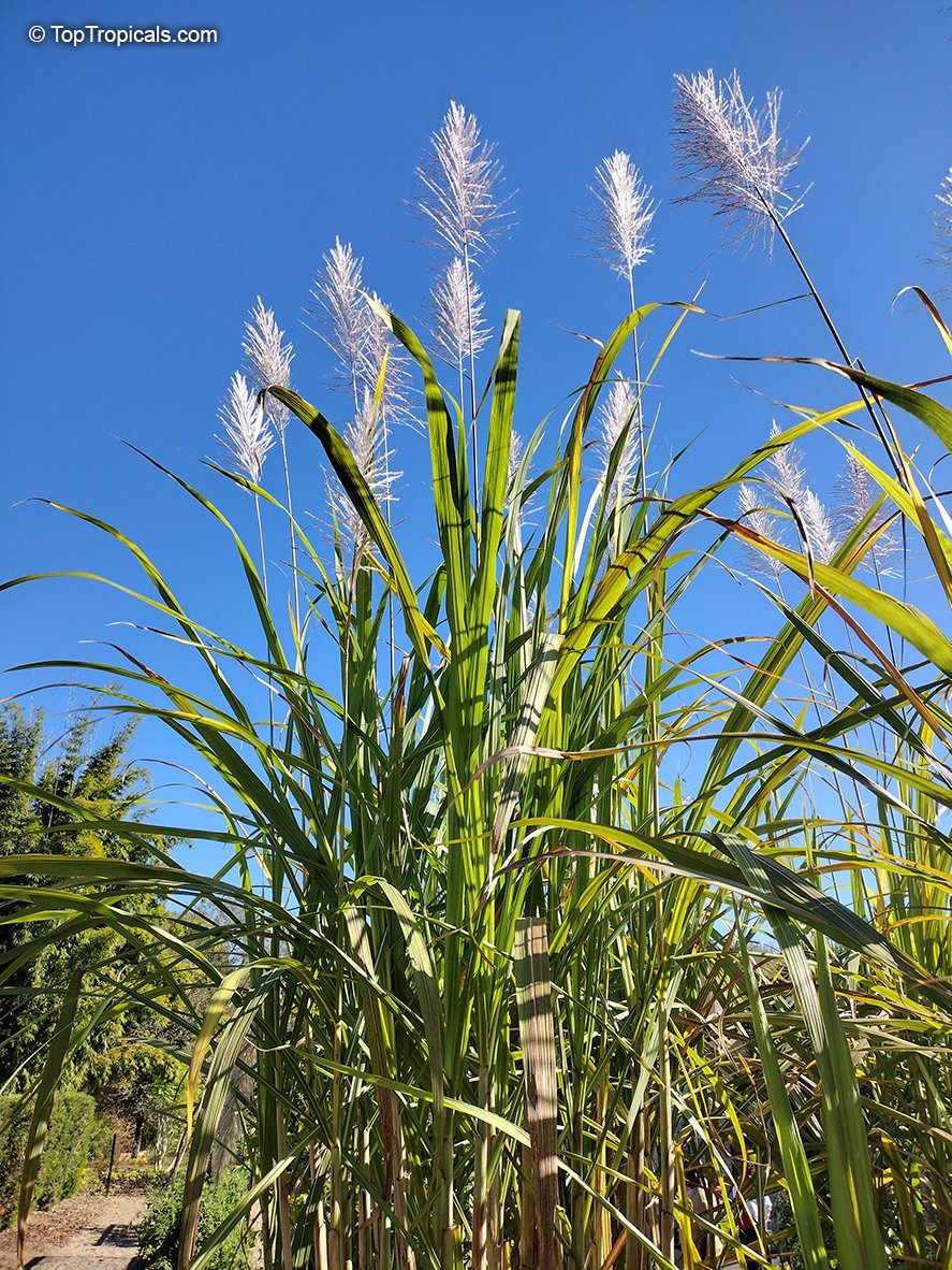 Sugarcane