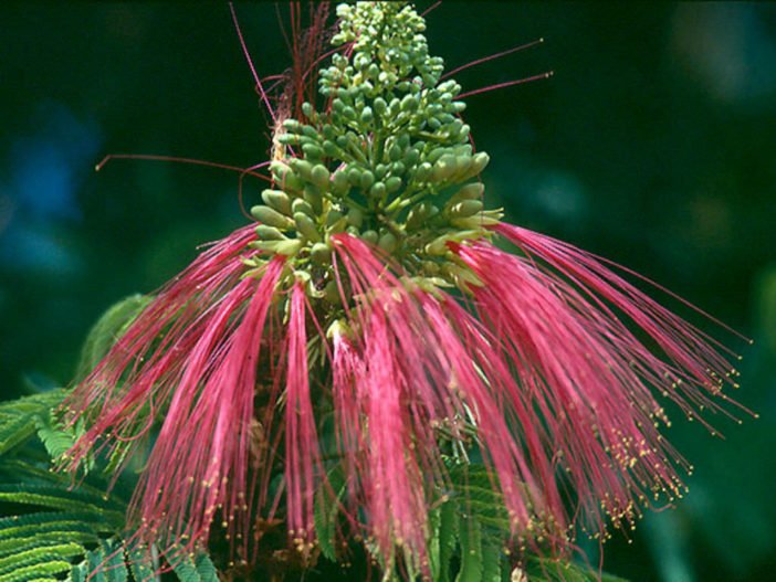 Calliandra