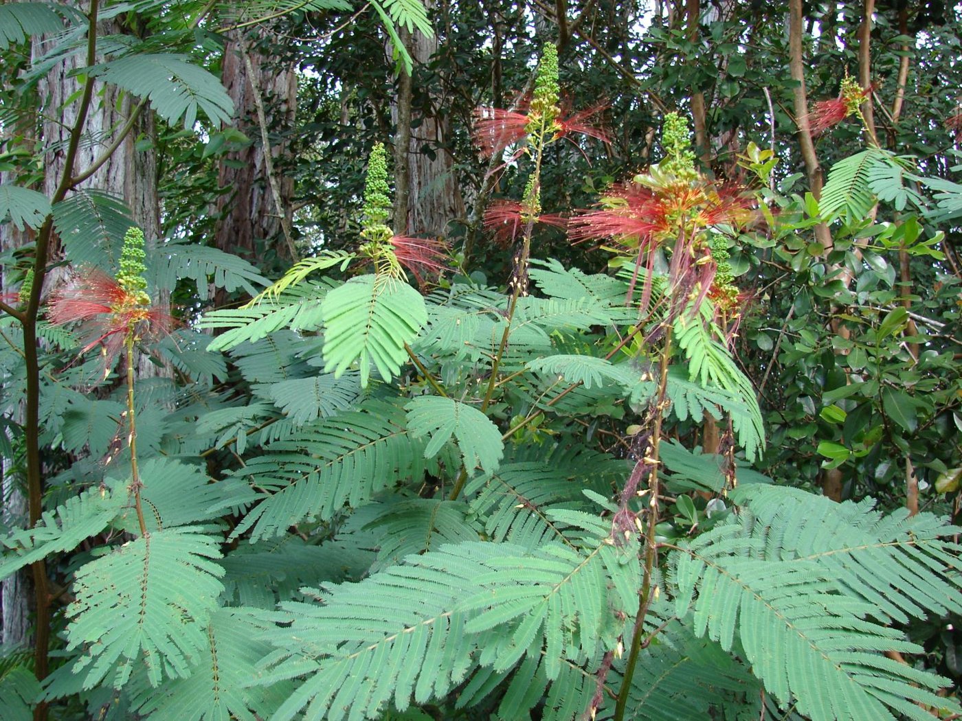 Calliandra imported image
