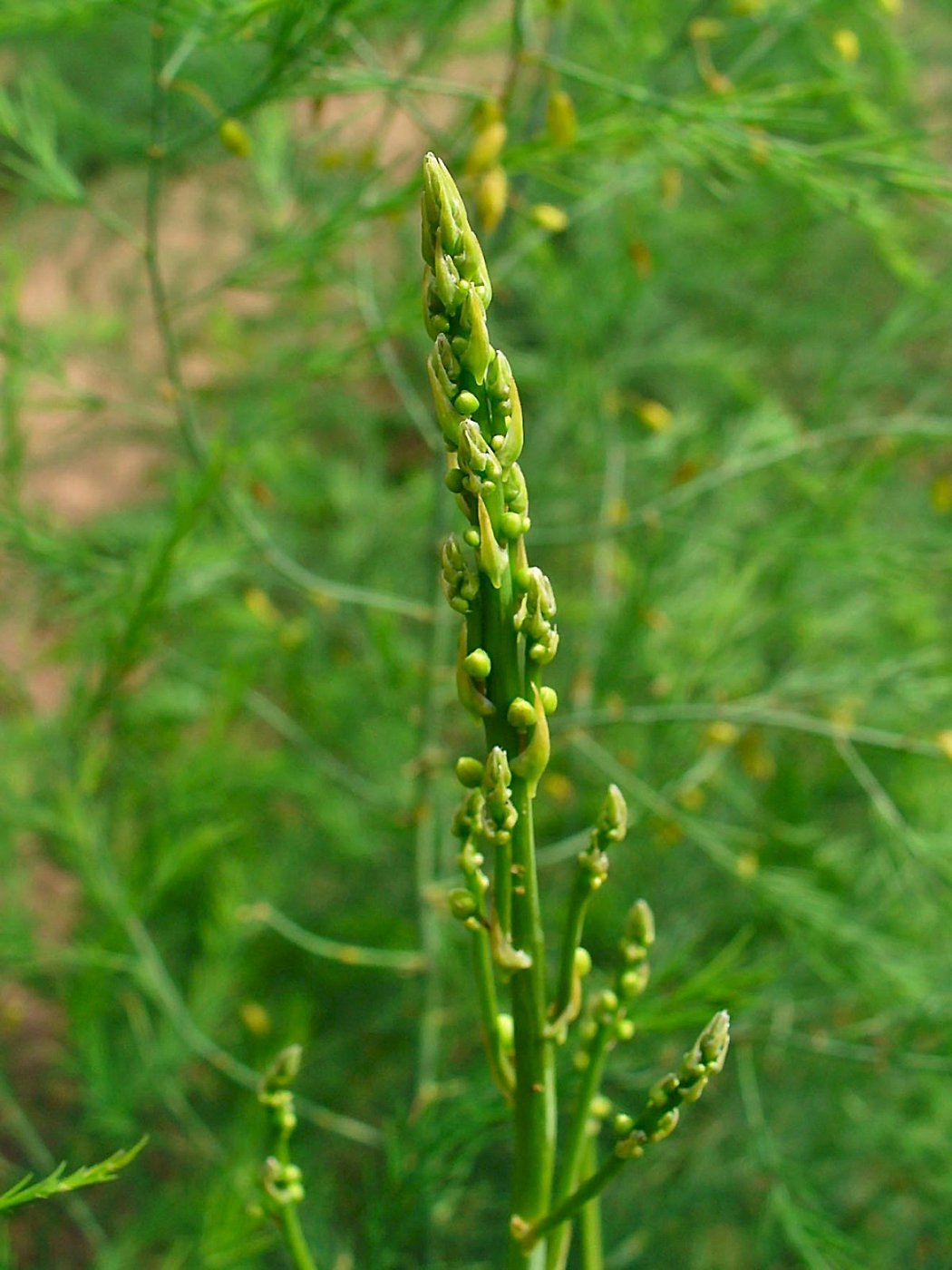 Asparagus imported image