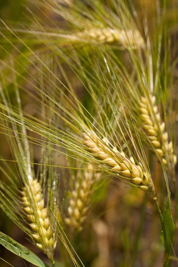 Barley imported image