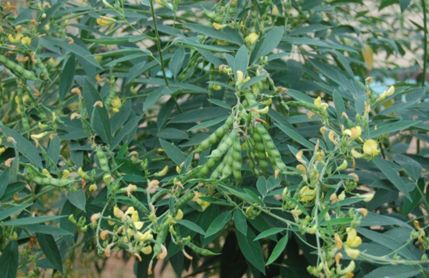 Pigeon pea imported image