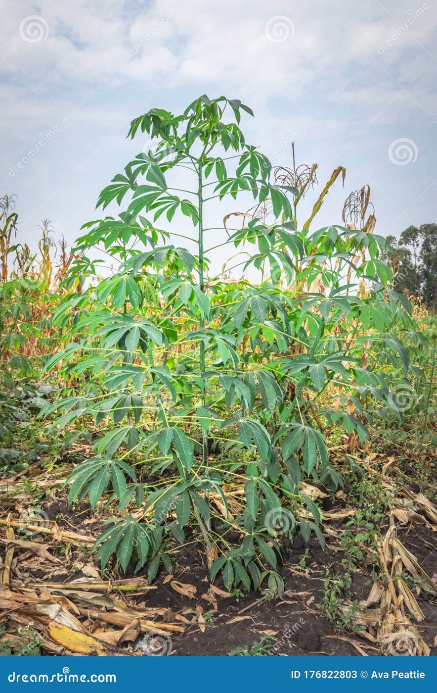 Cassava imported image