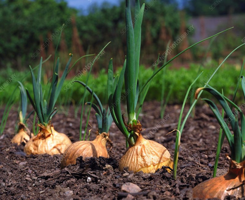 Onion imported image