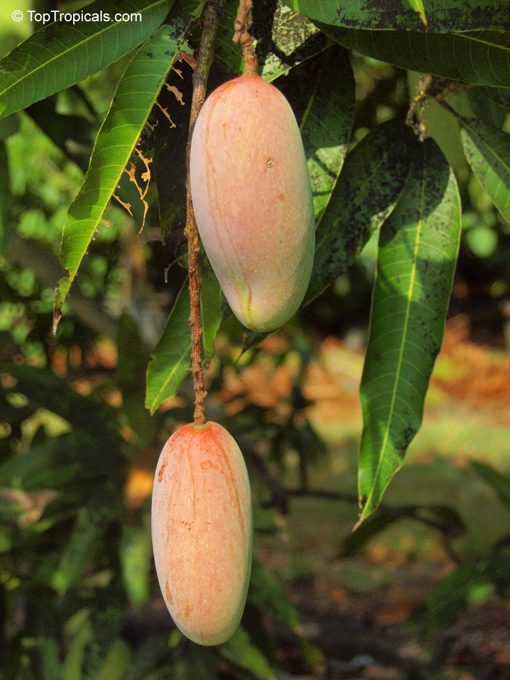 Mango imported image