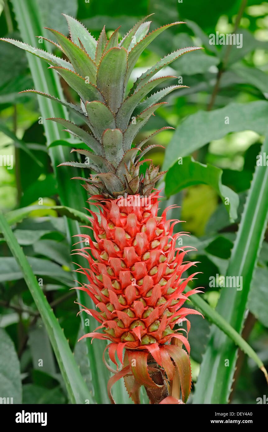 Pineapple imported image