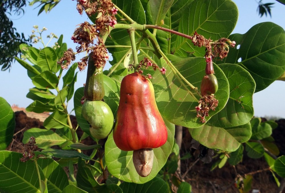Cashew imported image