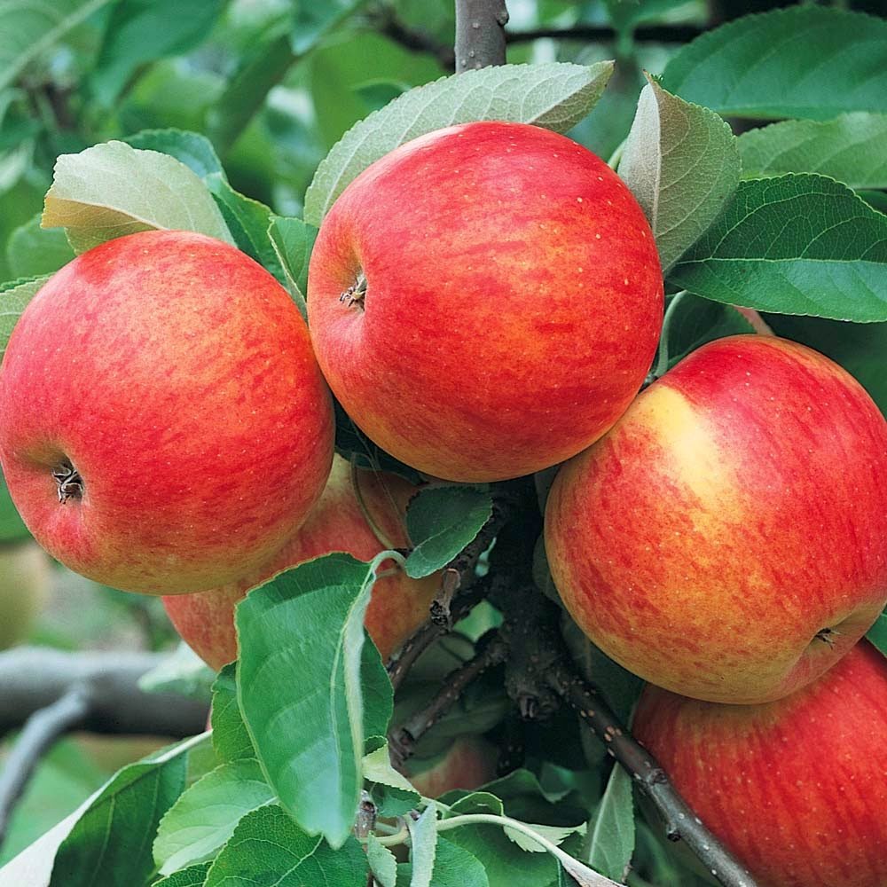 Apple imported image