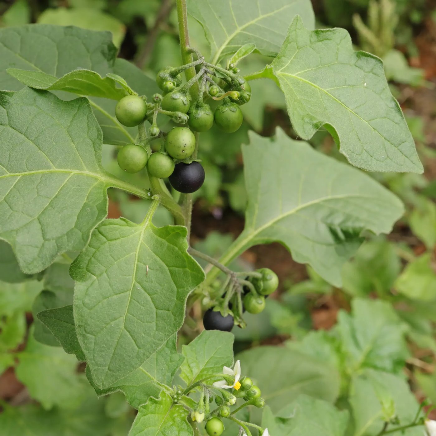 Black Nightshade