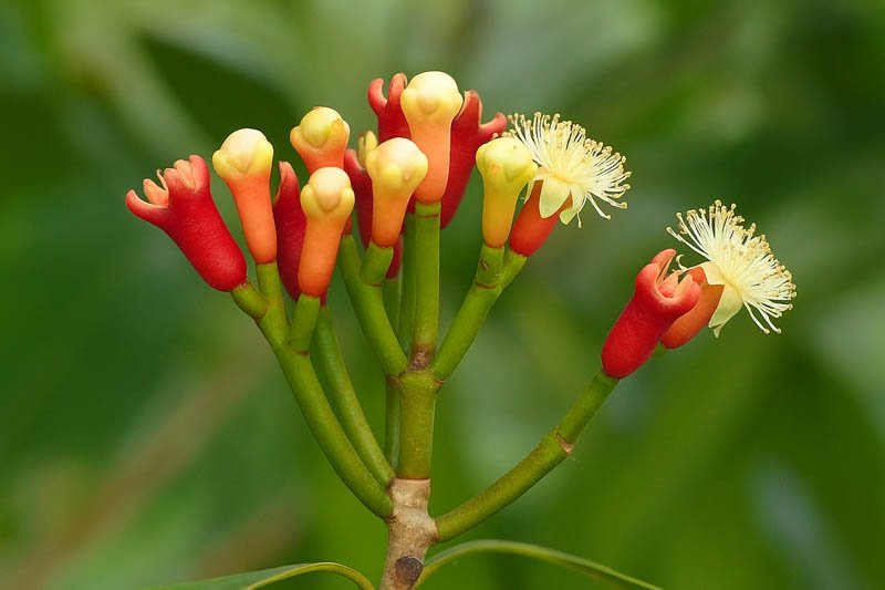 Clove imported image