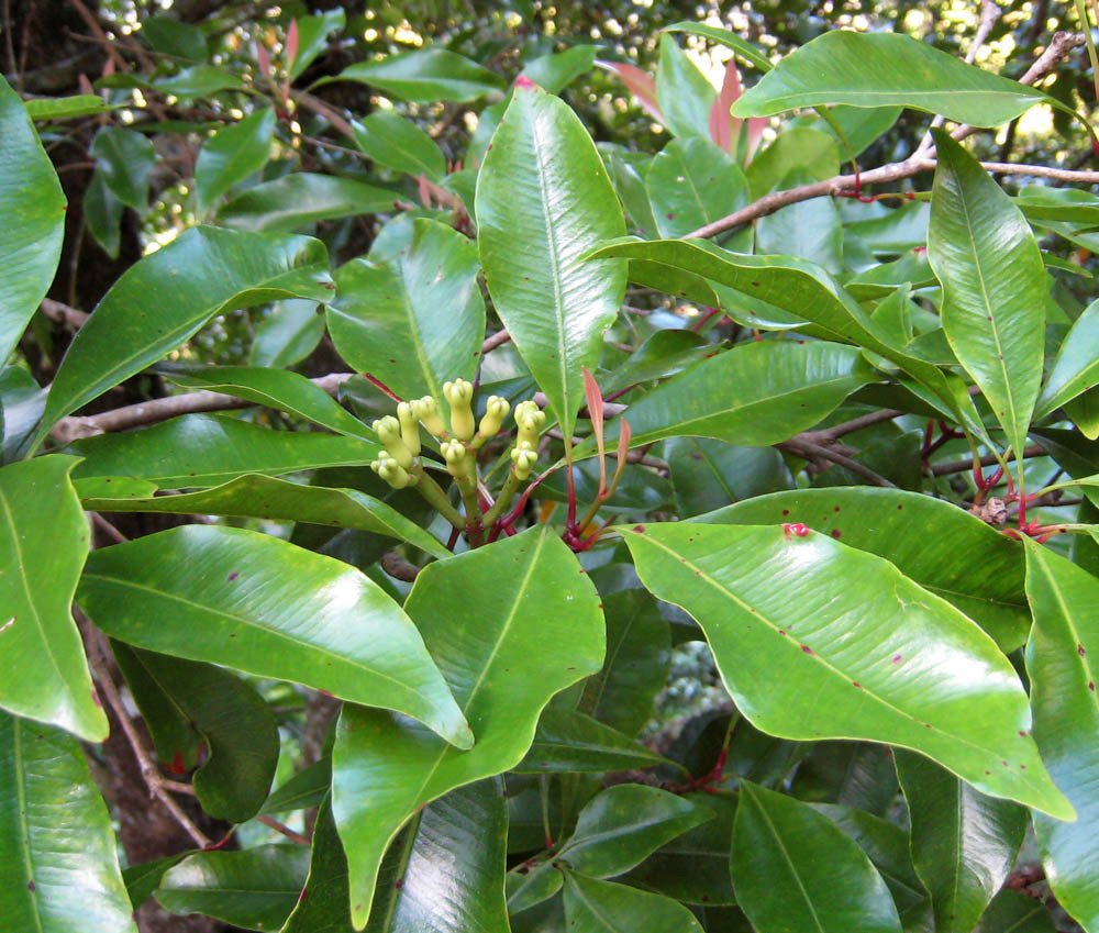 Clove imported image