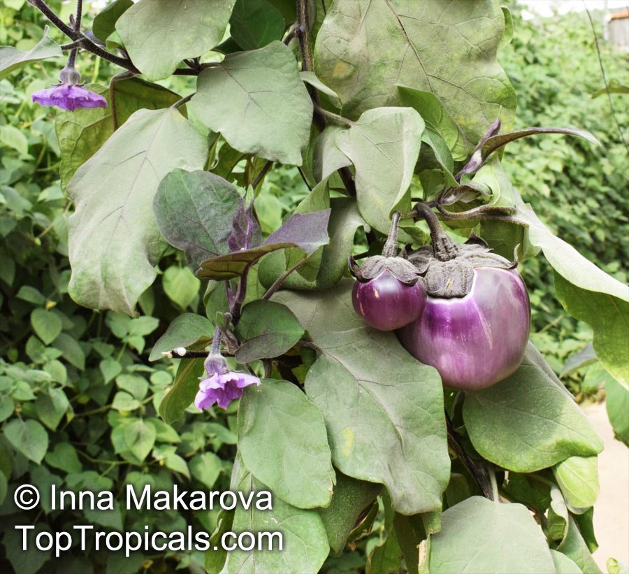 Eggplant imported image
