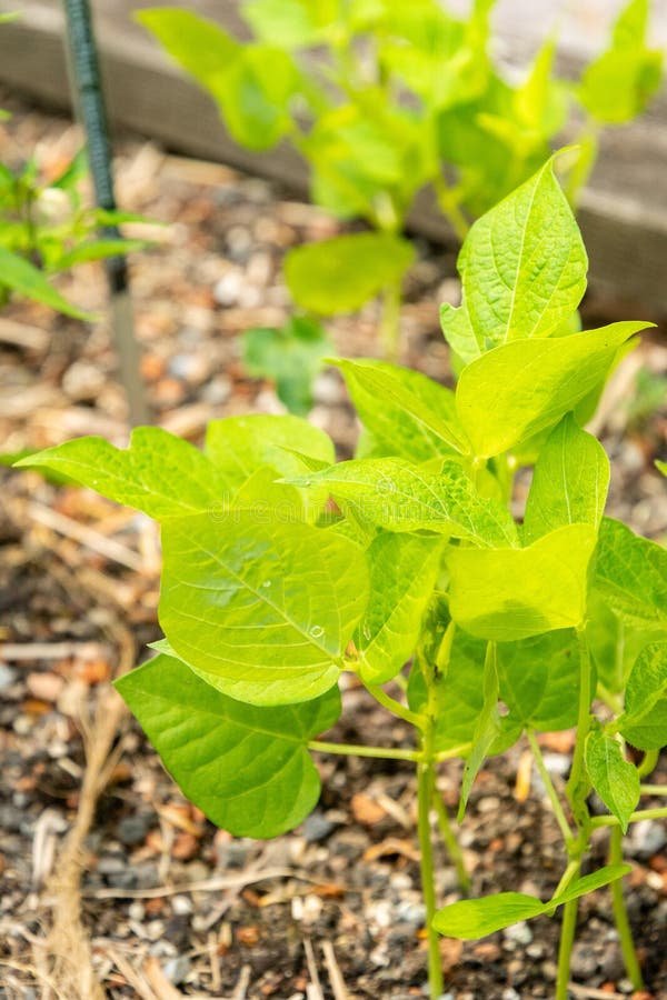 Green Gram imported image