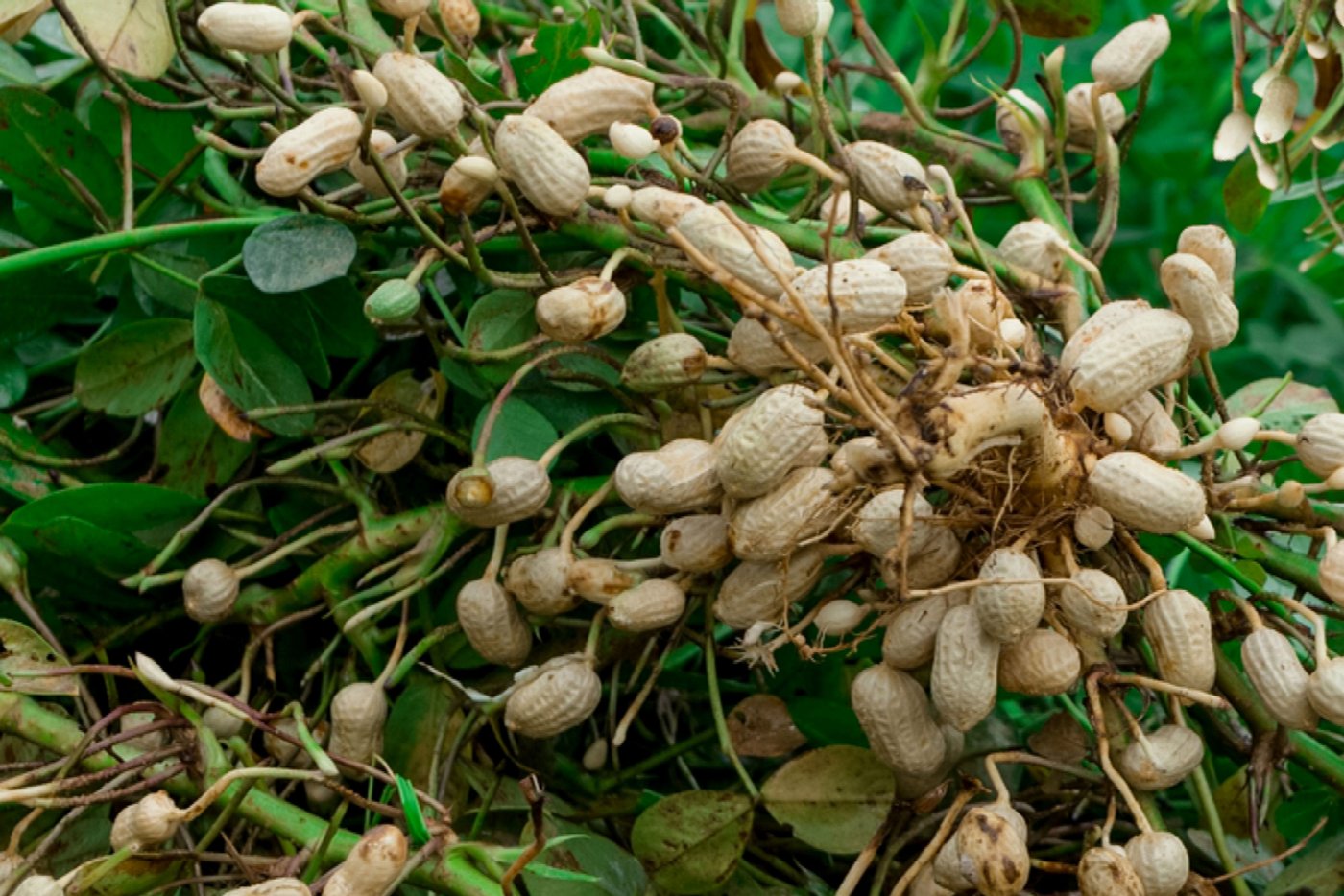 Groundnut / Peanut imported image