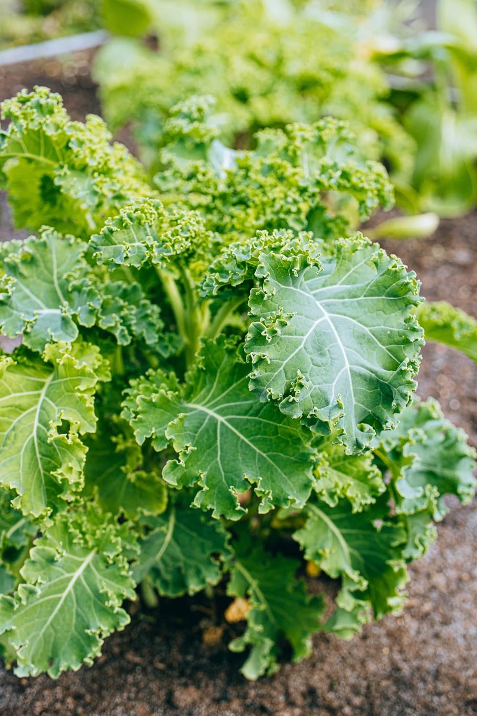 Kale / Collard imported image