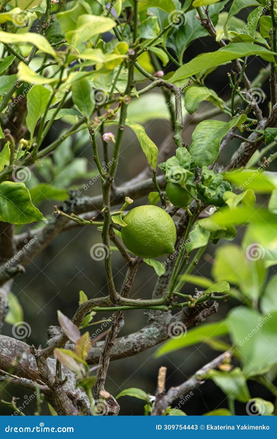 Lime imported image