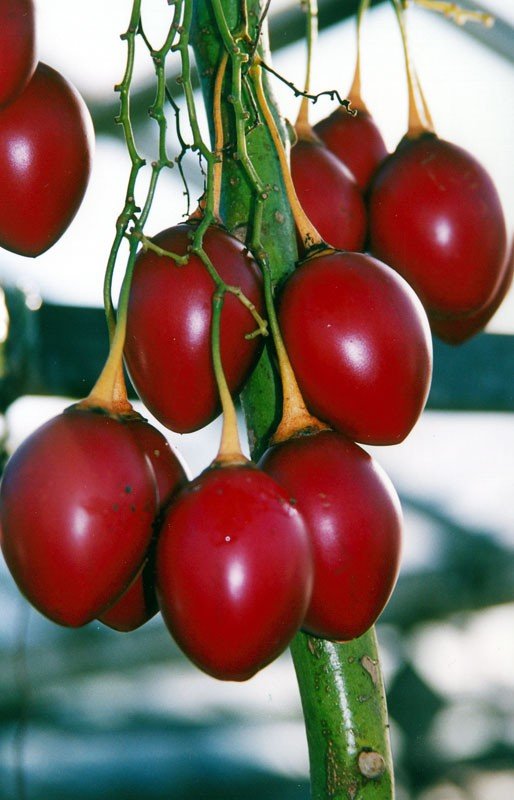 Tamarillo imported image