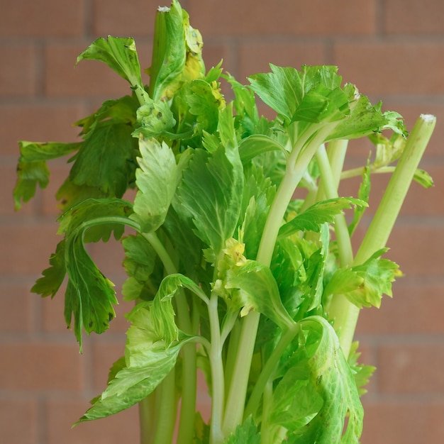 Celery imported image