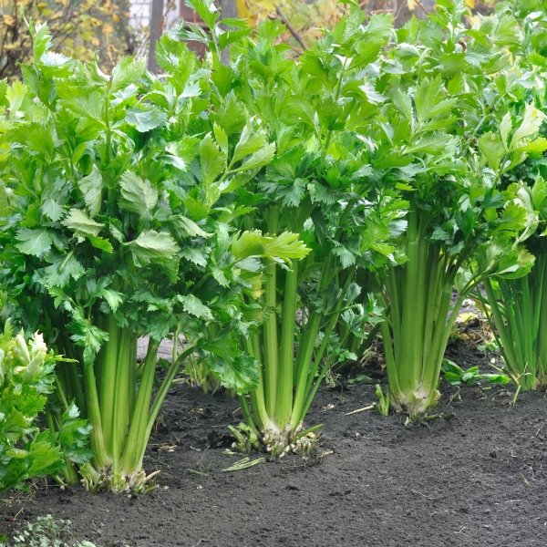 Celery imported image