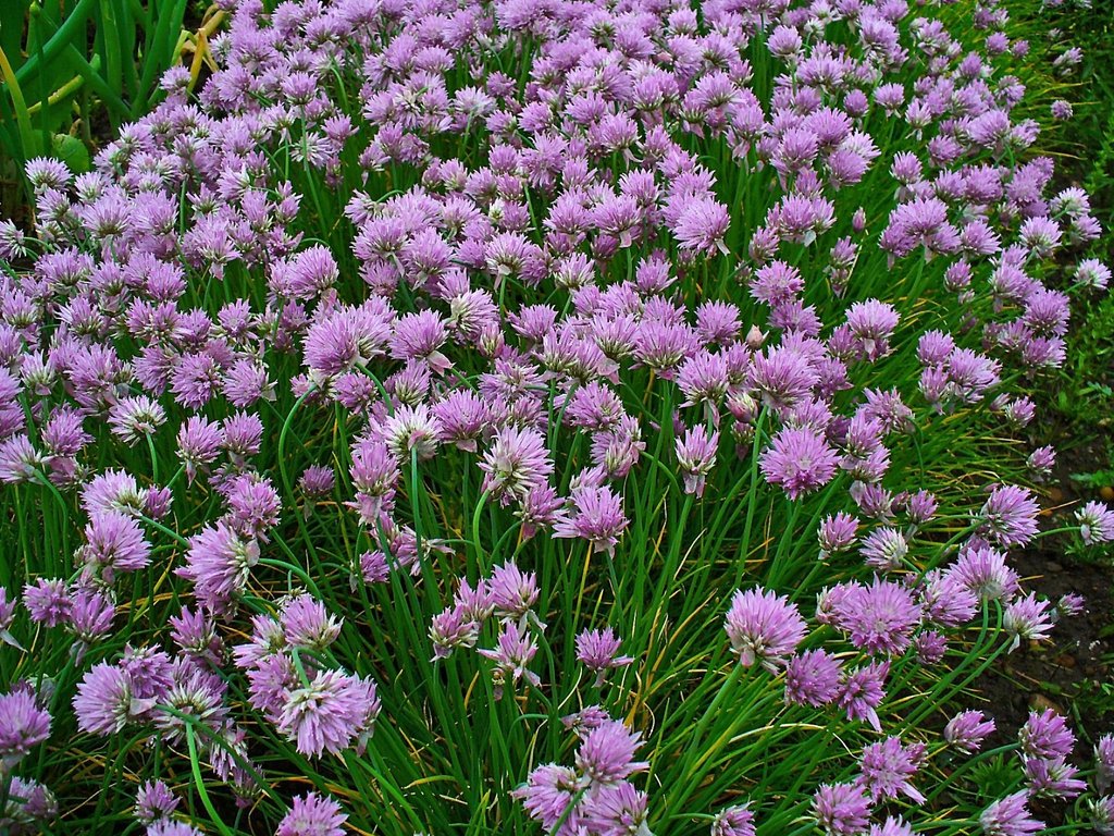 Chives imported image