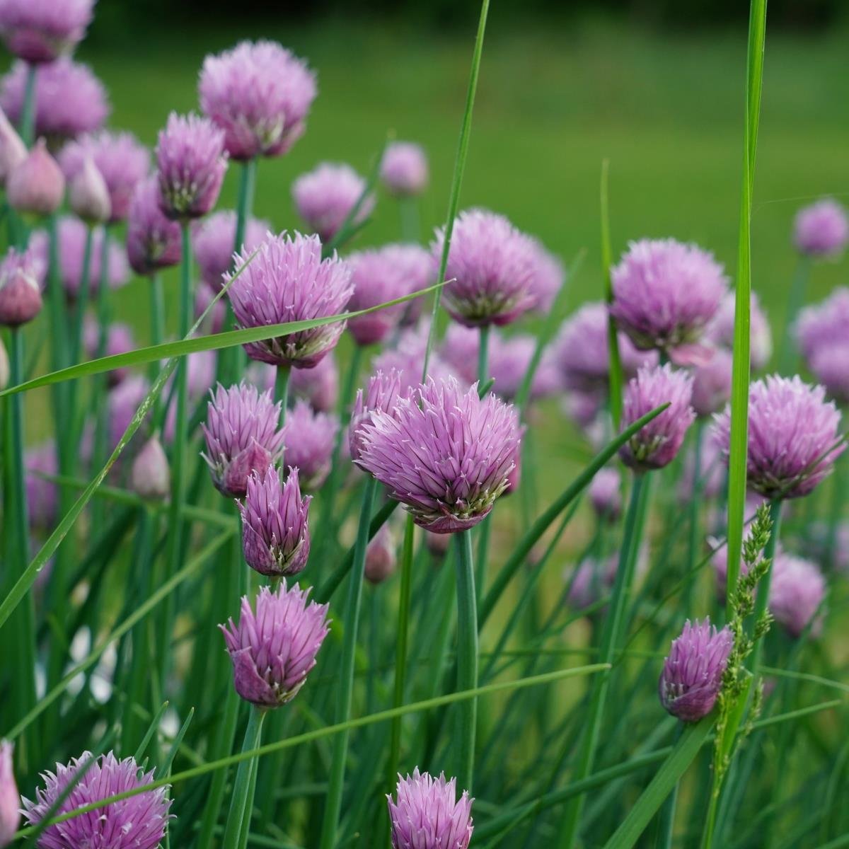 Chives imported image