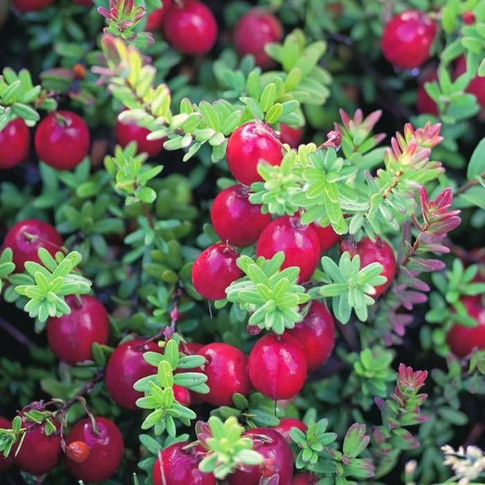 Cranberry imported image
