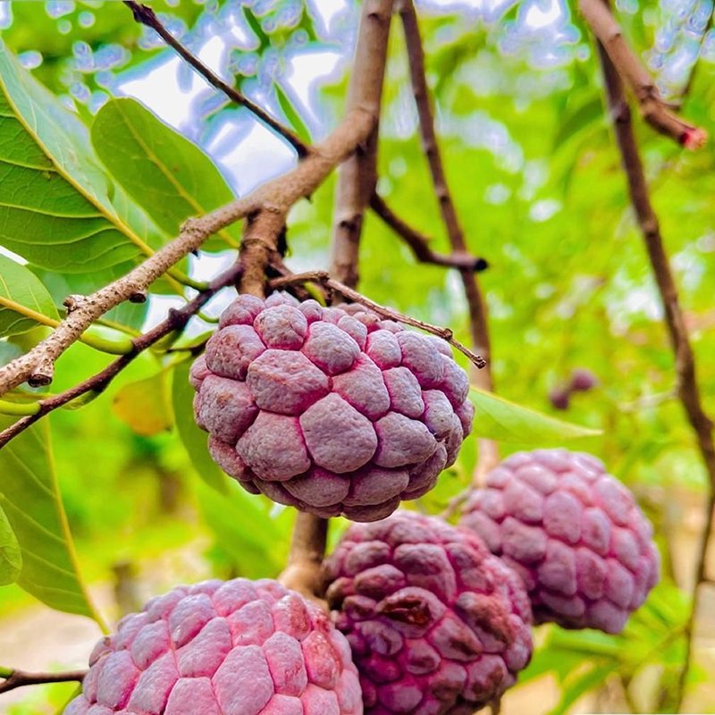 Custard Apple imported image