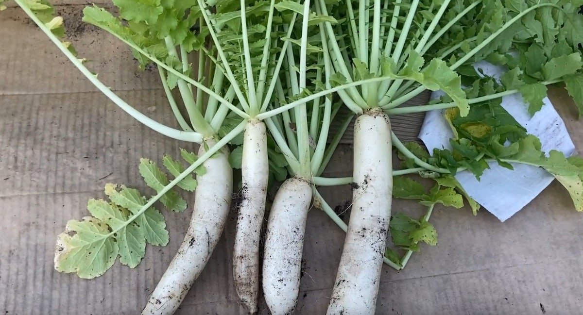 Daikon Radish imported image