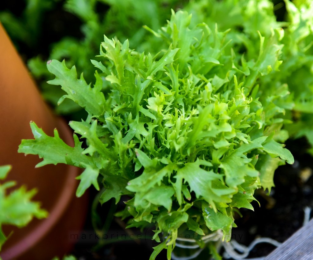 Endive imported image