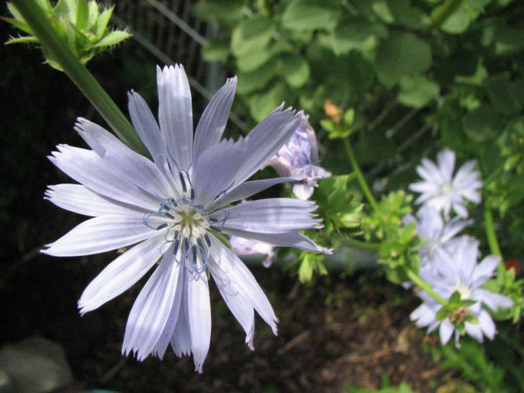 Endive imported image