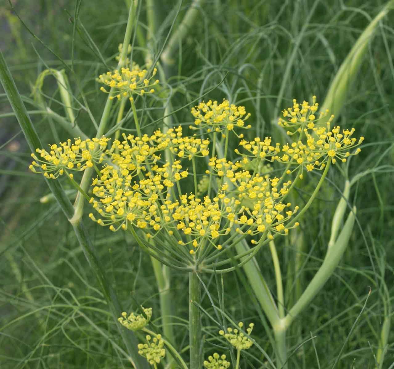 Fennel imported image