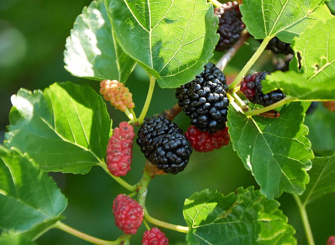 Mulberry imported image