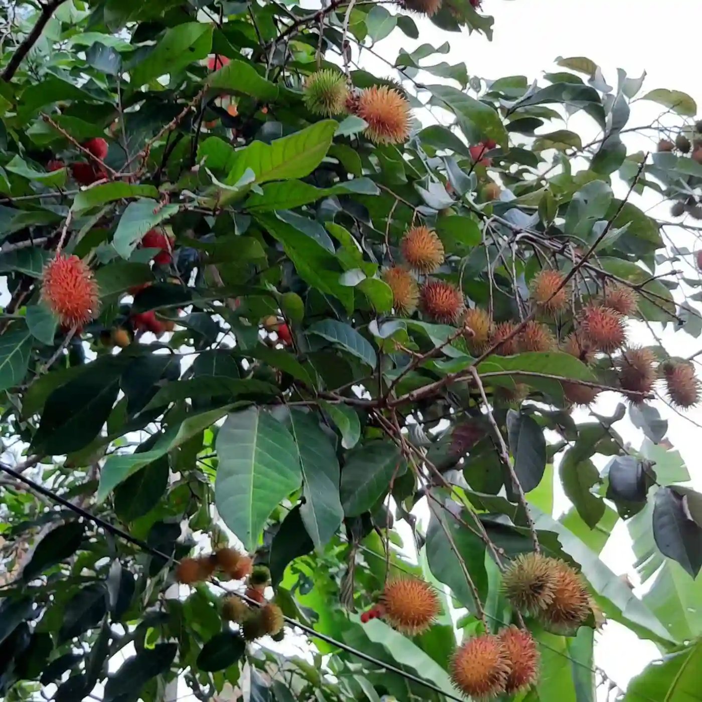 Rambutan imported image