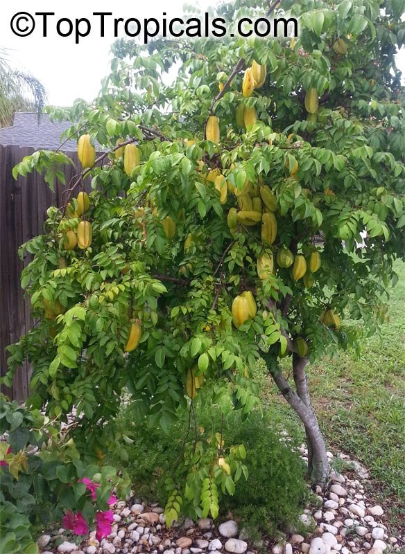 Starfruit imported image