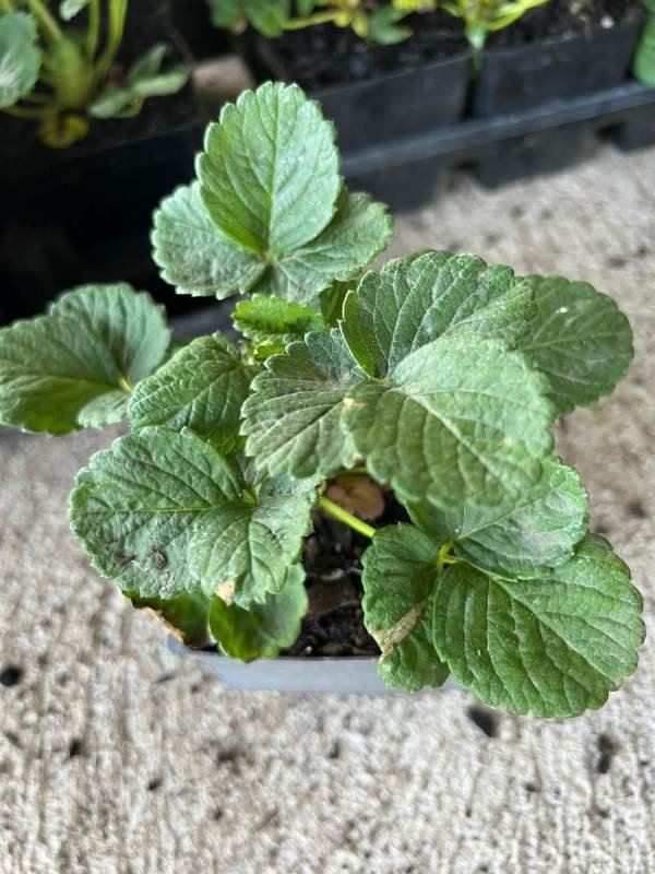 Strawberry imported image